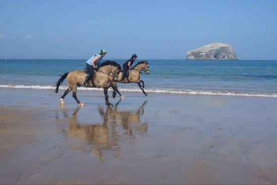 Seacliff Stables